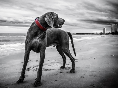 Life at the beach title